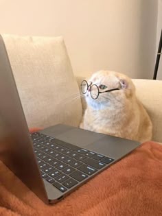 a cat wearing glasses is sitting on a couch with a laptop in front of him