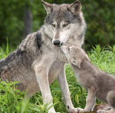 Pin by Lyra_Lonewolf on Animals in 2025 | Wolf dog, Wolf photos, Wolf puppy