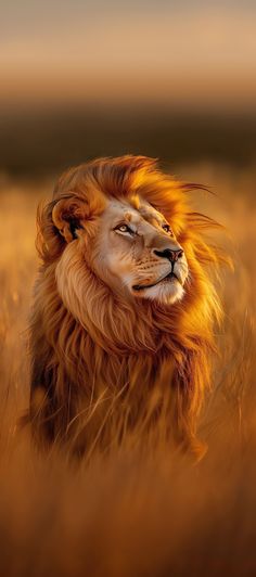 Pin by Jéssica Alves on Animais in 2025 | Wild animal wallpaper, Wildlife wallpaper, Lion pictures