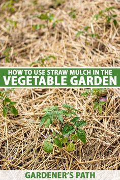 how to use straw mulch in the vegetable garden