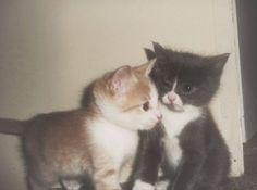 two small kittens are standing next to each other