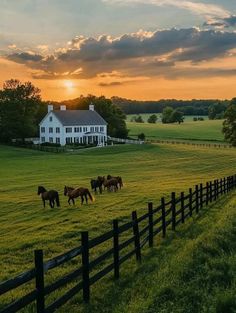 horses are grazing in the pasture at sunset