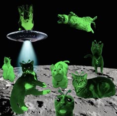 Biscuit and Muffin on Instagram: "When your circle gleebful 👽 #cat #cats #catmemes #memes #funnycats #gnarp #vorp #alien #aliencat #catedit #catsofinstagram #c… in 2025 | Cute alien, Alien, Silly cats pictures