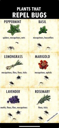 plants that repel bugs and other pests are shown in this graphic above the words,
