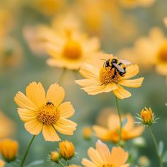 a bee sitting on top of a yellow flower