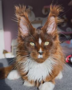 Pin by Stephanie McGanty on Dream pets in 2025 | Pretty animals, Cute cats and dogs, Gorgeous cats