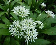 Wild Garlic - Ramsons in Flower