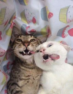 two cats laying on top of each other with their mouths open and one cat sticking its tongue out