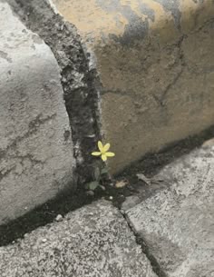 Yellow Flower Meme, Nothing But Flowers, Foto Art, Foto Ideas Instagram, Idées De Photo Instagram, Nature Aesthetic, Aesthetic Photo, Pretty Pictures, Life Is Beautiful