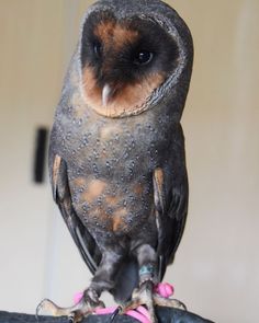 an owl sitting on top of a gloved hand with it's eyes open