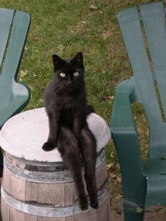 a black cat sitting on top of a barrel