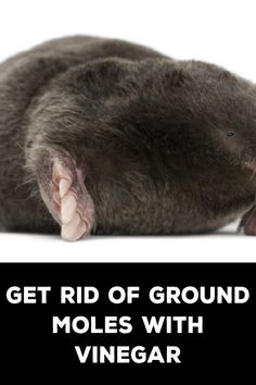 How to Get Rid of Ground Moles With Vinegar