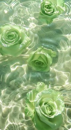 green roses floating in water with ripples on the bottom and one flower at the top