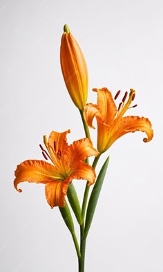 Blooming Orange Lily Stem on White Background