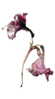 Roxana Andronache adlı kullanıcının can you die of heartbreak panosundaki Pin, 2025 | Çizim fikirleri, Sanat baskılar, Bi̇tki̇