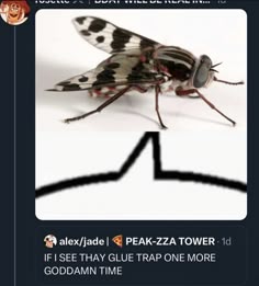 a close up of a insect on a tweep with the caption'if i see that glittrap one more god damn time '