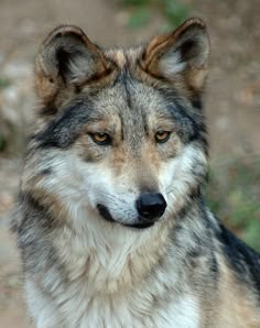 Pin by Scarlett Corwood on art in 2025 | Mexican gray wolf, Wolf dog, Wolf photos