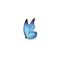 Photo by @malaksaleh12345 in 2025 | Purple butterfly wallpaper, Butterfly printable, Butterfly images