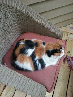 a calico cat laying on top of a cushion on a patio chair next to flowers