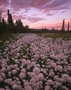 Cottongrass | Landskap, Vackra platser, Växter