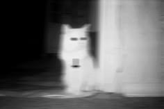 a blurry photo of a white cat standing in front of a door and looking at the camera
