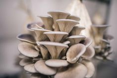 How To Grow Oyster Mushrooms: The Ultimate Step By Step Guide | GroCycle | Stuffed mushrooms, Growing mushrooms, Oyster mushroom spawn