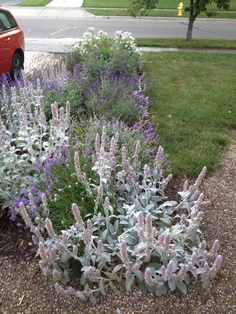 purple and white flowers in front of a red car on the side of the road