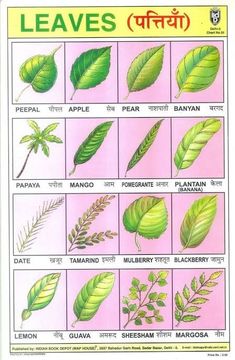 leaves in different languages are shown on the page, which includes pictures of them and their names