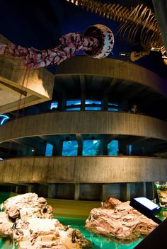 New England Aquarium, Boston, MA. | New england aquarium, Boston activities, Senior trip