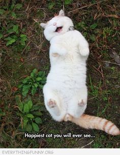 a white cat laying on its back in the grass