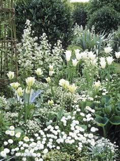 the garden is full of white flowers and greenery, including tulips in bloom