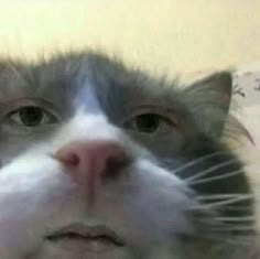 this is all a dream, kid. go to sleep before i make you. | Cat memes, Funny animal pictures, Animal memes | Silly cats pictures, Cute cats, Silly cats