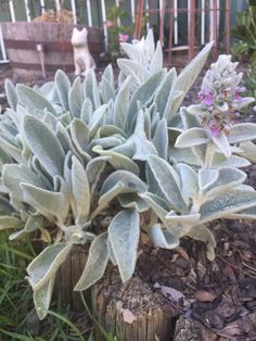 a close up of a plant in a garden