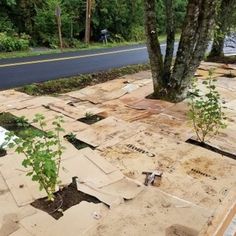a tree is growing in the middle of a sidewalk that has been torn apart and pieces of plywood are on the ground