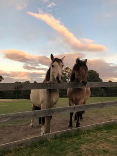 Ponies | Horses, Cute animals, Beautiful horses