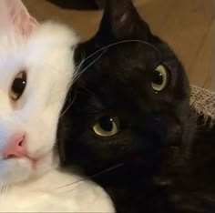 two black and white cats laying next to each other