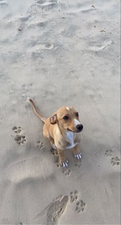 Stray dog on Cape Verde beach