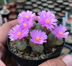 a person holding a small potted plant with purple flowers in it's center