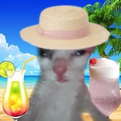 random | Funny cats, Funny looking cats, Summer memes