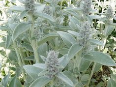some very pretty purple flowers in the grass