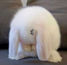 Pin by Tao ☆ on Scq in 2025 | Bunny meme, Animal memes, Cute memes