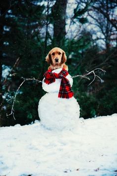 a dog sitting on top of a snowman in the middle of a snowy forest