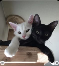two black and white cats laying next to each other on a wooden shelf with their paws up