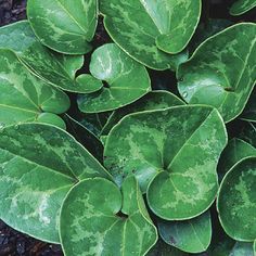 green leaves with brown spots on them in the dirt near some rocks and gravel area