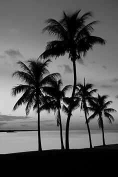 black and white photograph of palm trees on the beach with water in the back ground