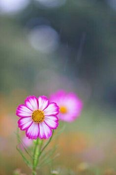 two pink flowers with yellow centers in the middle of some grass and dirt, on a blurry background