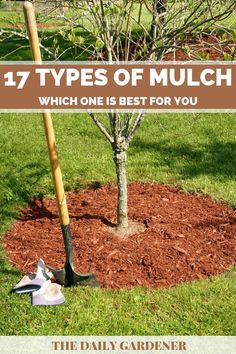 a tree that has been planted in the ground with text overlay saying, 17 types of mulch which one is best for you