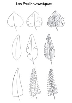 Dessine des feuilles exotiques | Flower drawing tutorials, Flower art drawing, Flower drawing