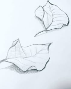 Playing with Shadow in Botanical Illustration