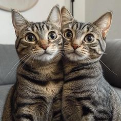 two tabby cats sitting on top of a gray couch looking at the camera with their eyes wide open